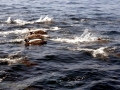Clymene Dolphin
