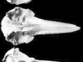 Clymene Dolphin
