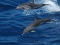 Clymene Dolphin
