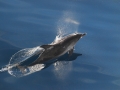 Clymene Dolphin