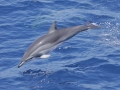 Clymene Dolphin