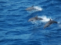 Clymene Dolphin