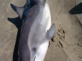 Clymene Dolphin
