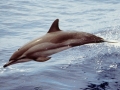 Clymene Dolphin