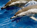 Clymene Dolphin