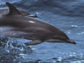Clymene Dolphin