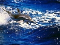 Clymene Dolphin