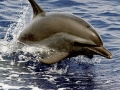 Clymene Dolphin