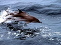 Clymene Dolphin