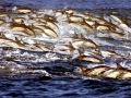 Clymene Dolphin