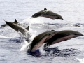 Clymene Dolphin
