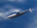 Clymene Dolphin