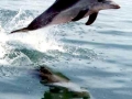 Clymene Dolphin