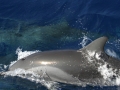 Clymene Dolphin