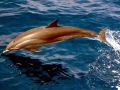 Clymene Dolphin