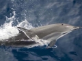 Clymene Dolphin
