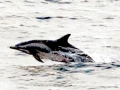 Clymene Dolphin