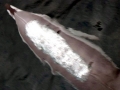 Clymene Dolphin