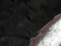 Clymene Dolphin