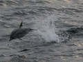 Clymene Dolphin