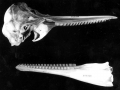 Clymene Dolphin