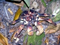 Coconut Crab