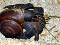 Coconut Crab