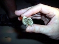 Coconut Crab