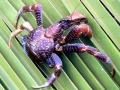 Coconut Crab