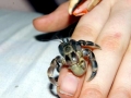 Coconut Crab