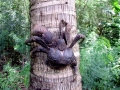 Coconut Crab