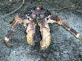 Coconut Crab