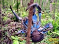 Coconut Crab