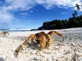 Coconut Crab