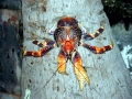 Coconut Crab