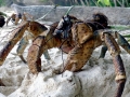 Coconut Crab
