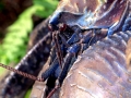 Coconut Crab