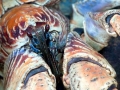 Coconut Crab