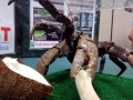 Coconut Crab