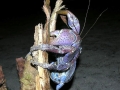 Coconut Crab