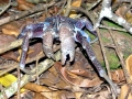 Coconut Crab