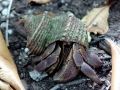 Coconut Crab