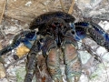 Coconut Crab