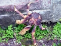 Coconut Crab