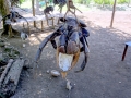 Coconut Crab