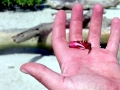 Coconut Crab