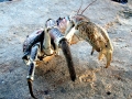 Coconut Crab