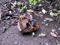 Coconut Crab