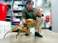 Coconut Crab