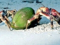 Coconut Crab